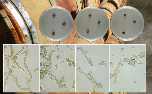 New Species Findings Discovered by EMSL Scientists